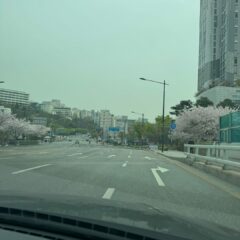 장롱면허 5년 만에 도로 복귀